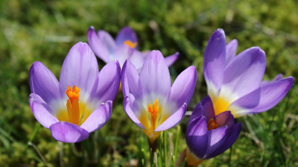 When to plant spring bulbs Empathy