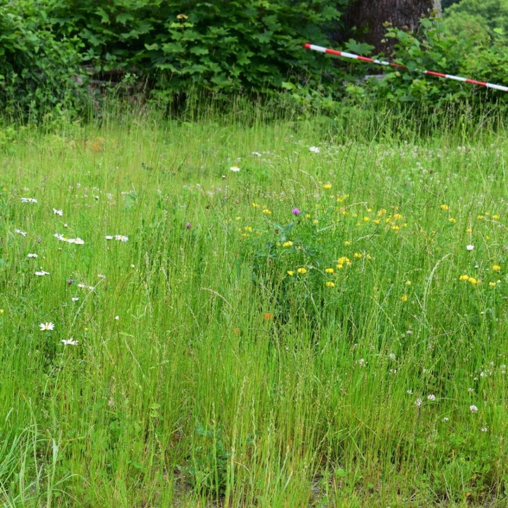 The best wildflower seeds How wild is your garden? Empathy