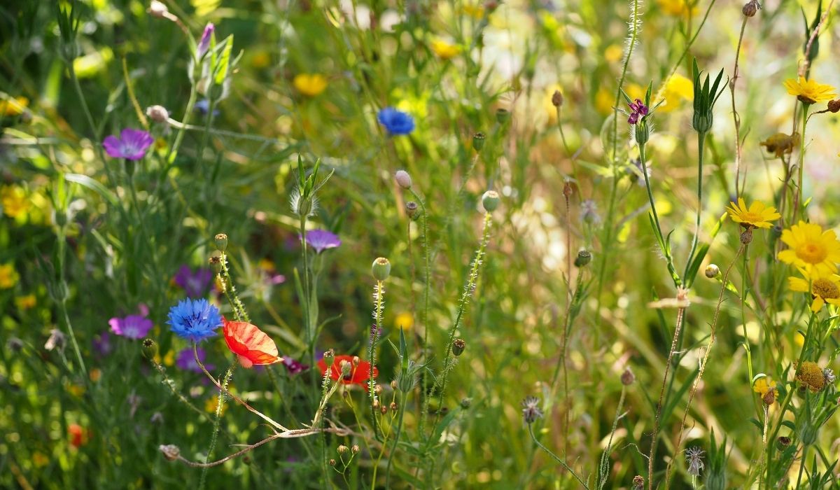 When and How to Plant Wildflower Seeds to Rewild Your Yard