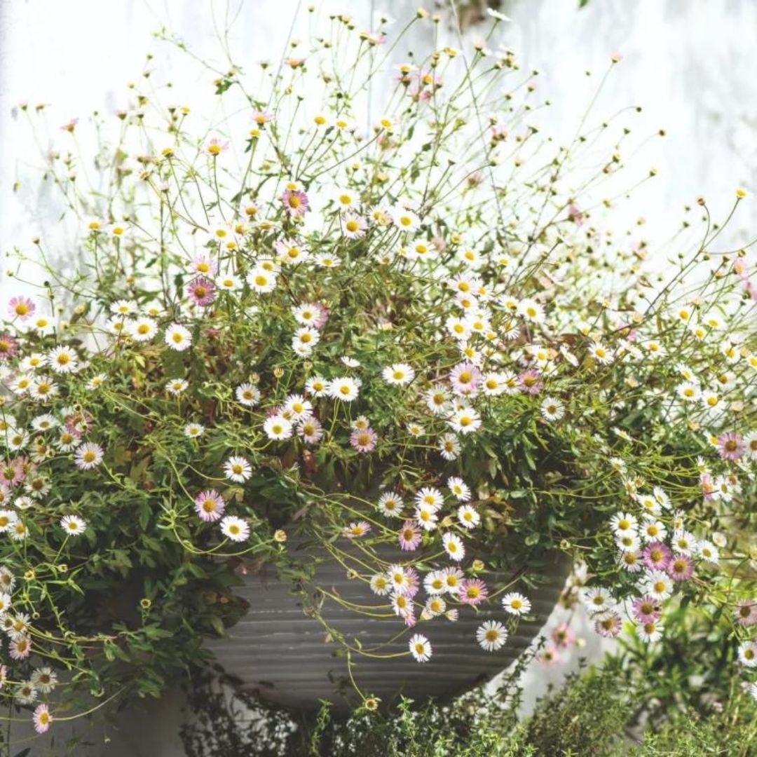 Balcony-garden-ideas