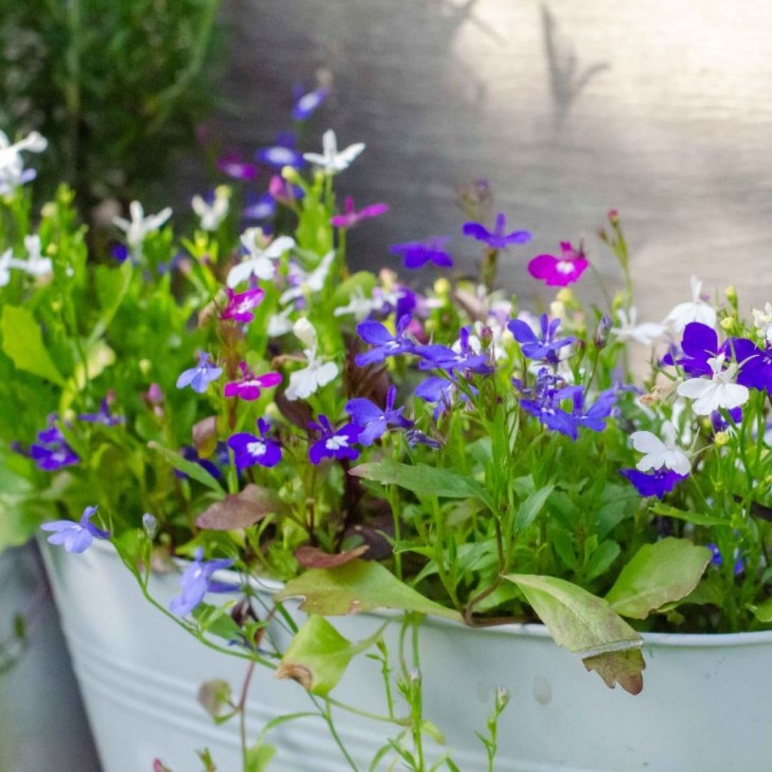 balcony-garden-ideas