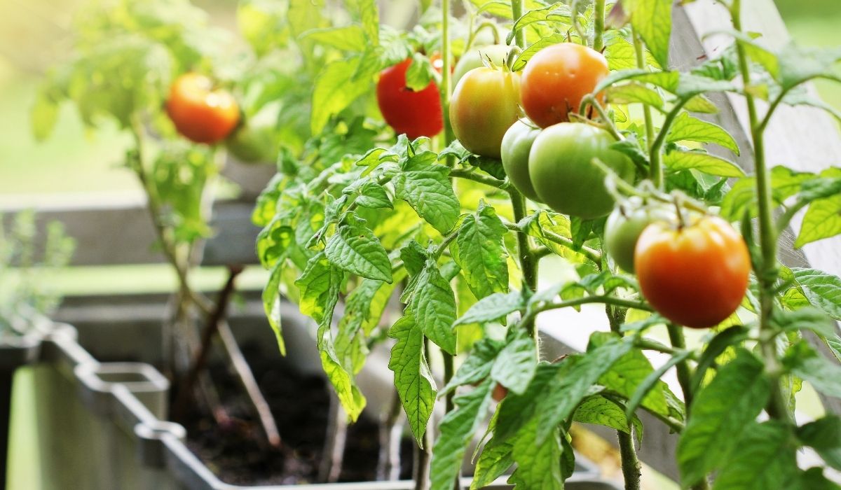 Growing tomatoes