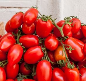 Growing tomatoes