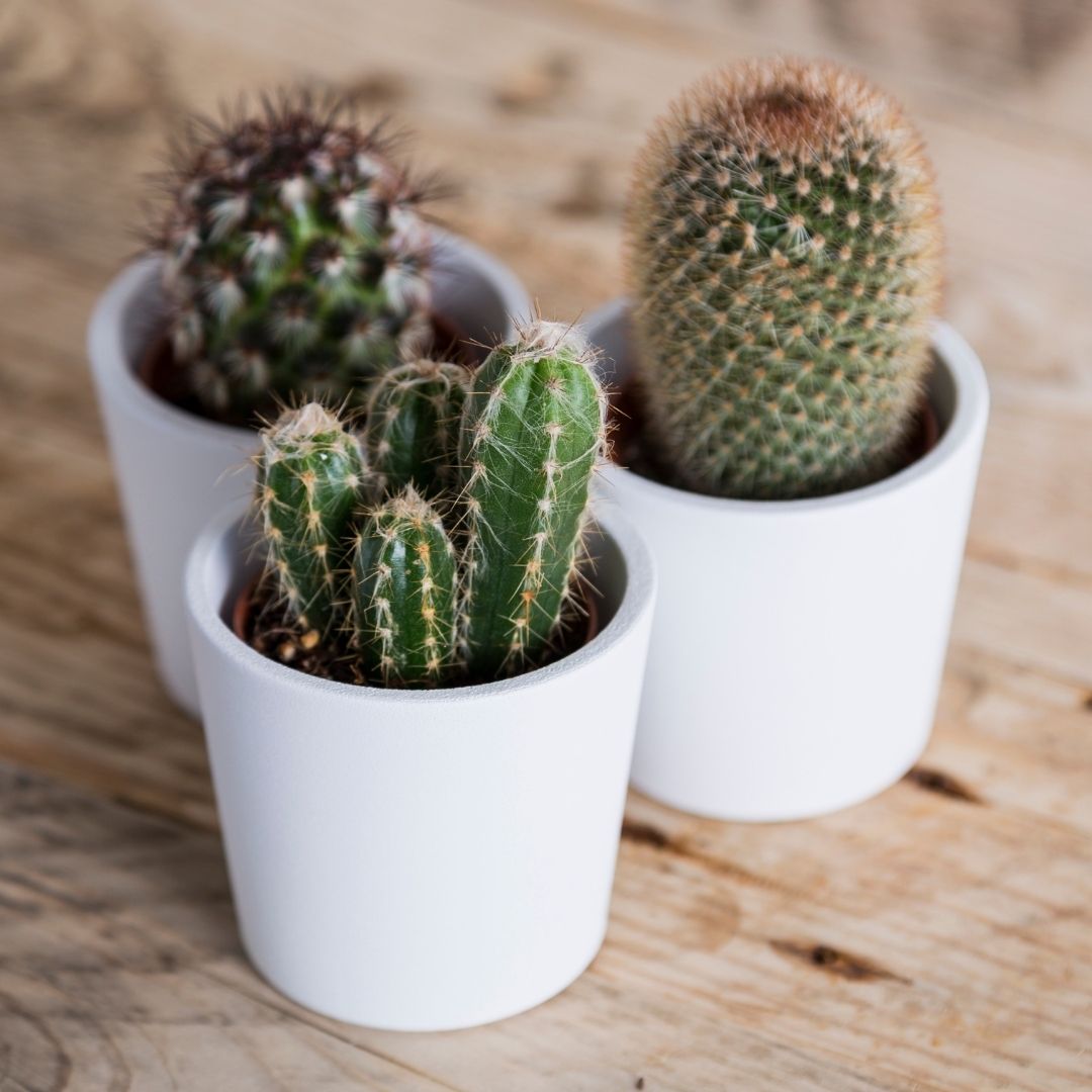 feeding houseplants