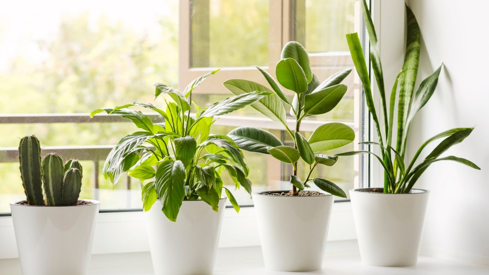 tips for feeding houseplants