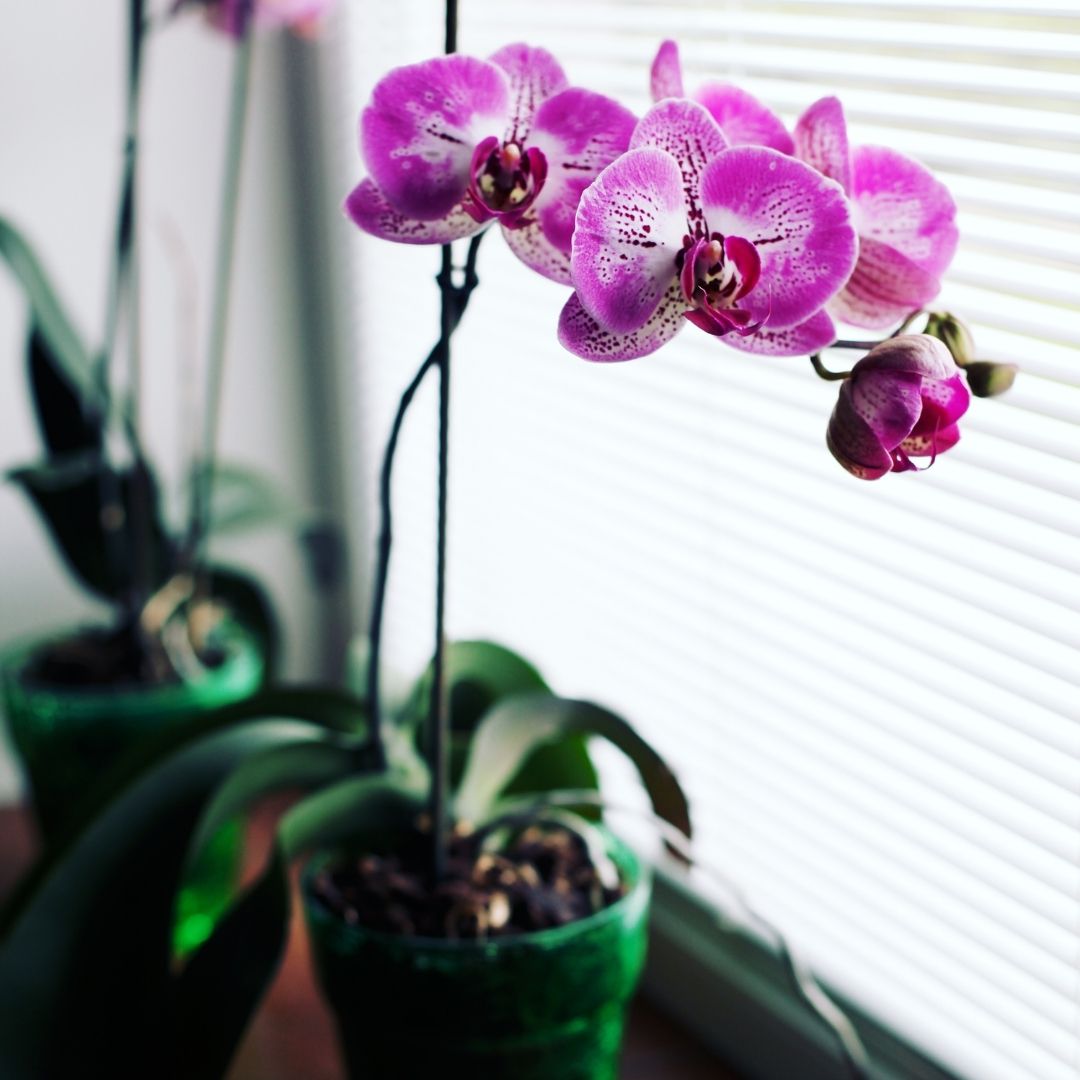 How to feed orchids