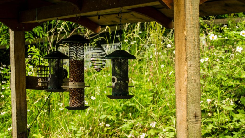 Feeding wild birds Empathy